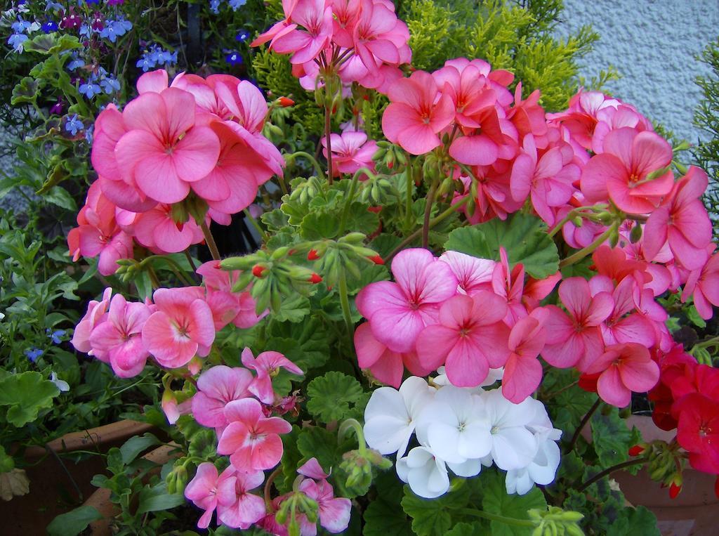 Lee House Bed & Breakfast Lynton Dış mekan fotoğraf
